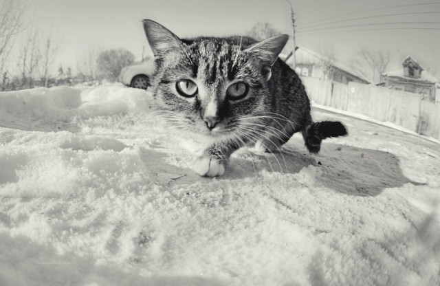 Котовторник 4.02.2014