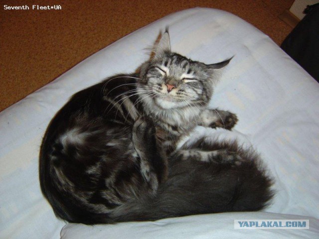 Котовторник 04.03.2014