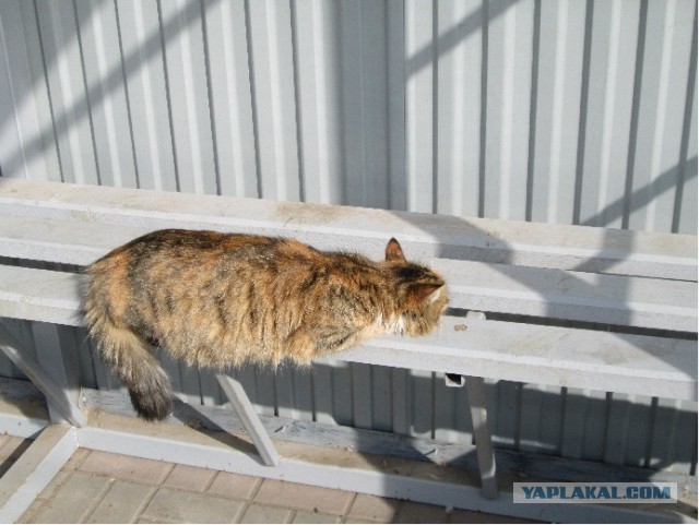 Котовторник  25.03.2014