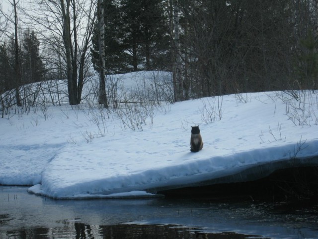 Котовторник 01.04.2014