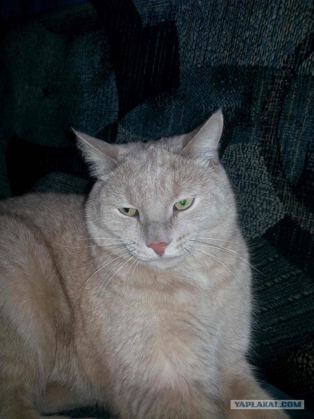 С Котовторником!