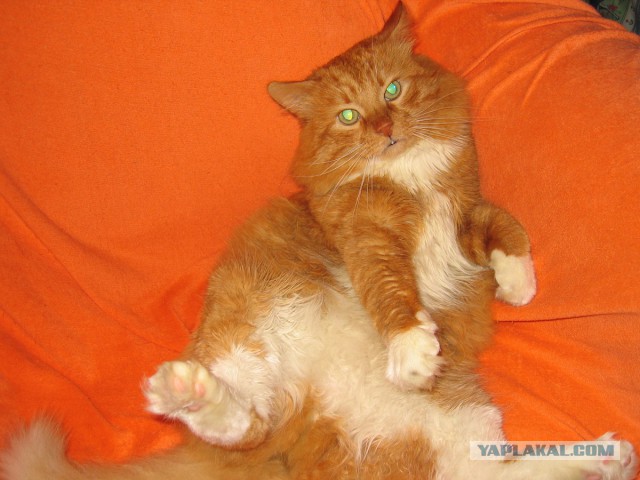 Котовторник 20.05.2014