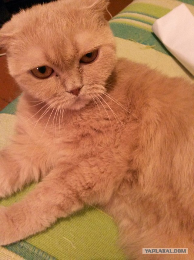 Котовторник 17.06.2014