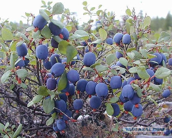 Наша Северная вкусняшка..