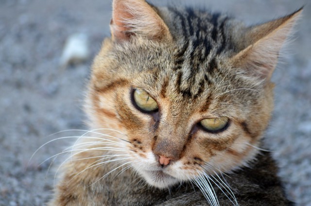 Котовторник 05.08.2014