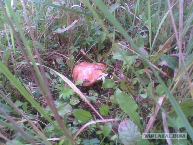 Мои грибочки...