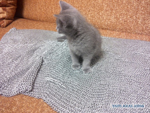 Котовторник 25.11.2014