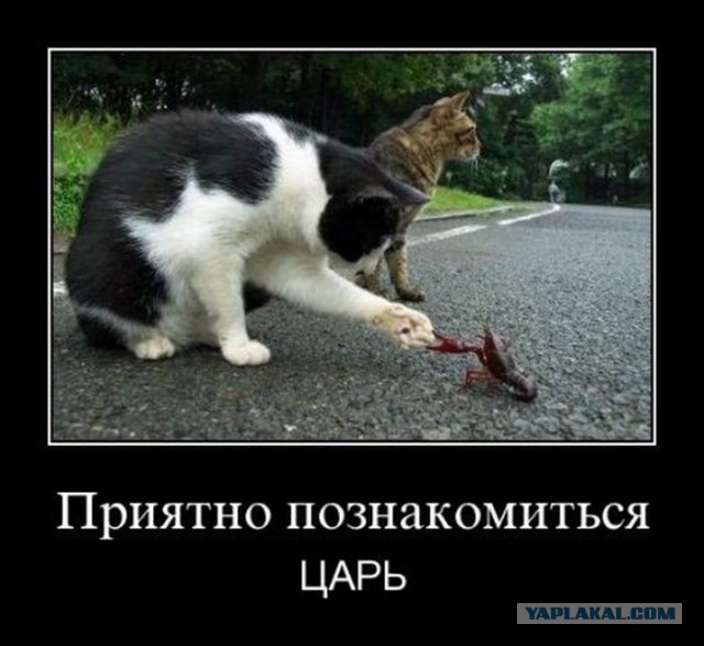 Весёлые картинки