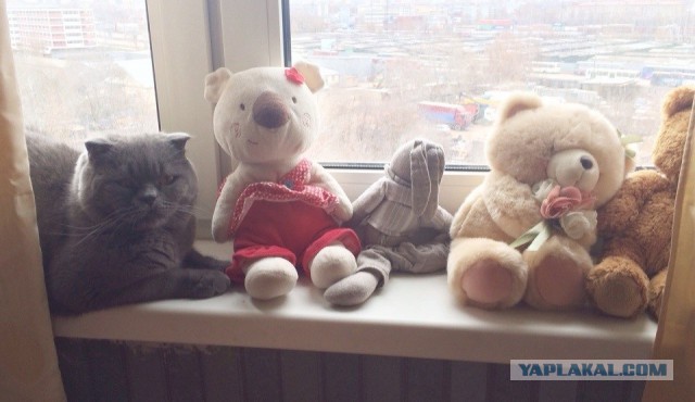 Котовторник 30.12.2014