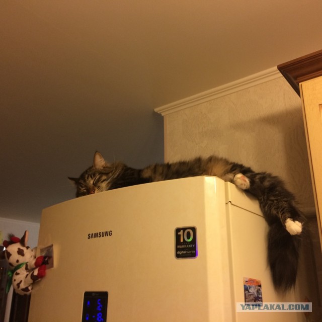 Коты, постигшие искусство сон-фу.