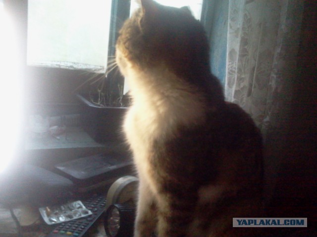 Котовторник