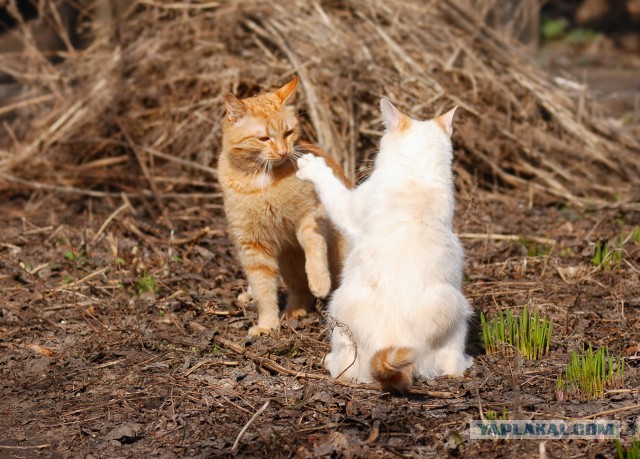 Котовторник 16.06.2015., Котовторник наступил!