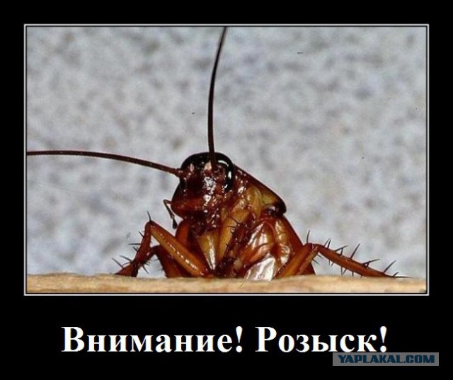 Где все тараканы?