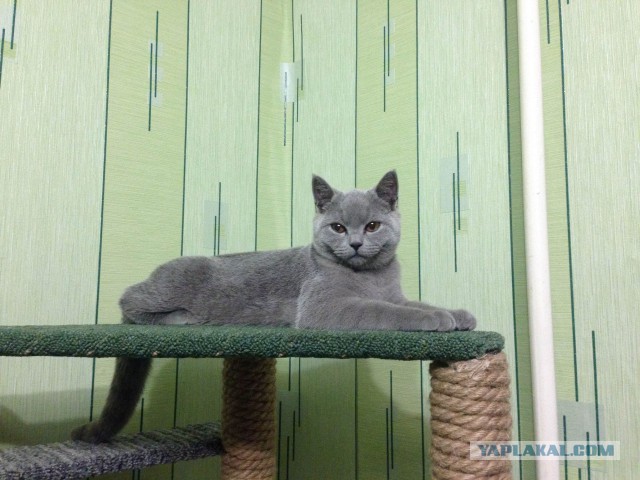 Котовторник