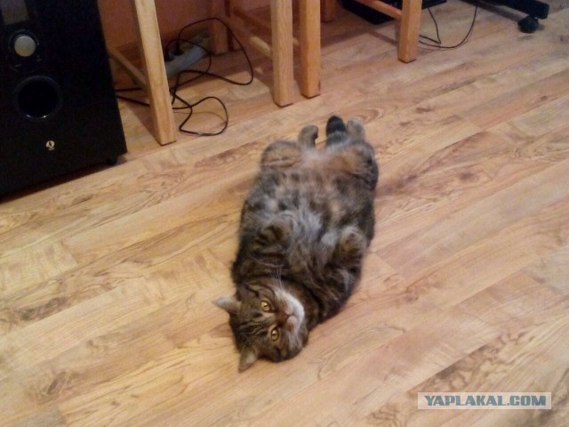 Котовторник