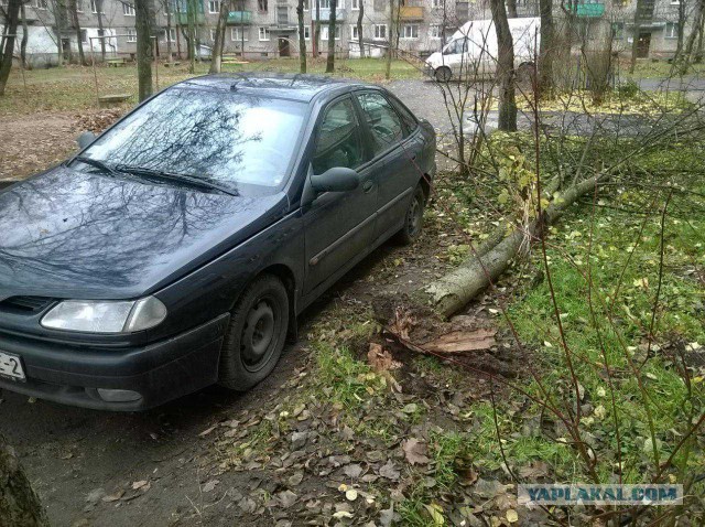 На машину упало дерево