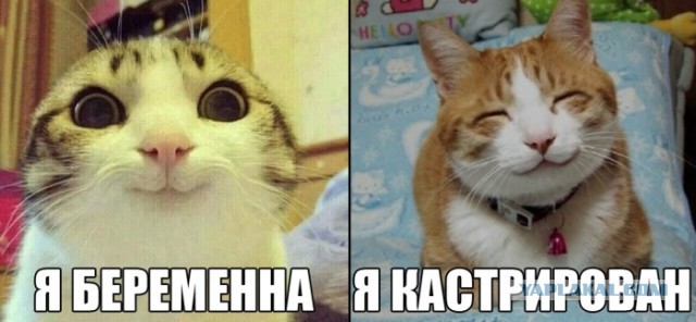 Подборка смешных и забавных фото