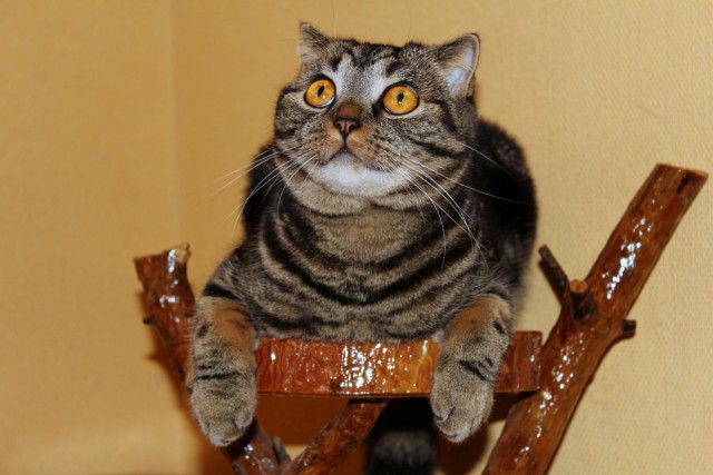 Картинки на рабочий стол