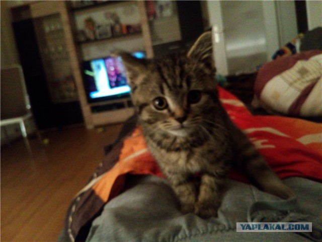 Котовторник