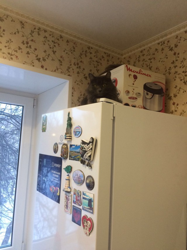 Котовторник 22.03.2016