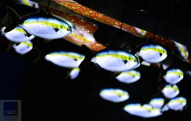 Подготовка к открытию Приморского океанариума на острове Русский во Владивостоке (Часть 2)