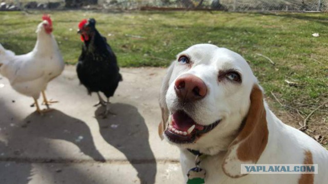 Вестник социальных сетей