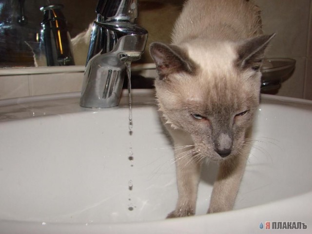 Вторничный котомёт!