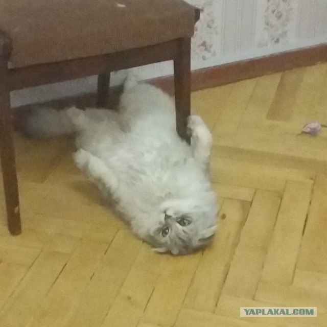 Раз уж наступил Котовторник, то вот мои кошаки.
