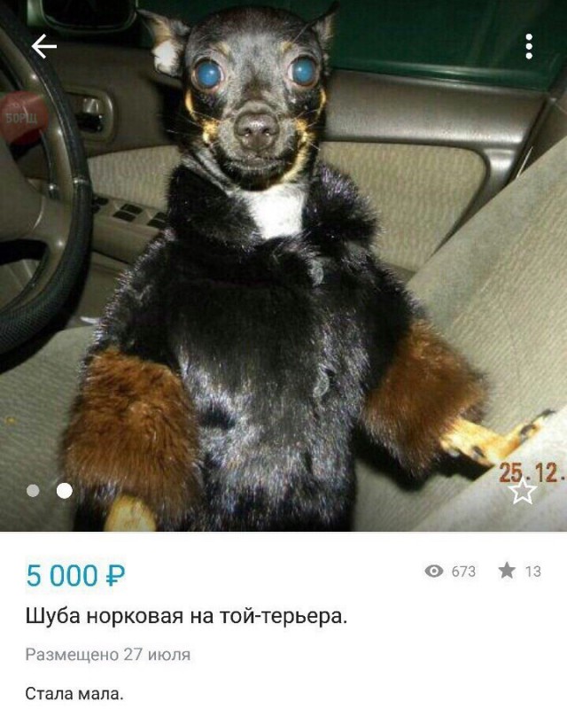 К собакочетвергу #2