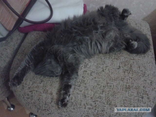 Котовторник 28.02.2017