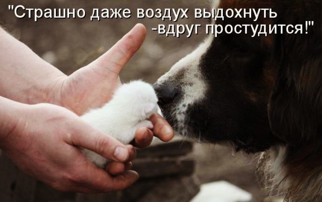 Подборка забавных животных