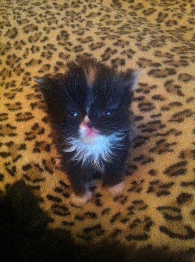 Коты и Кошки