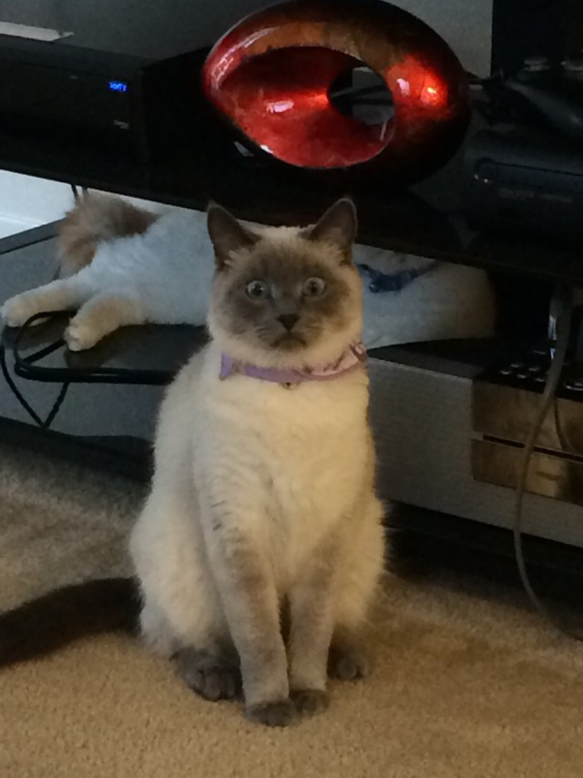 Коты и Кошки