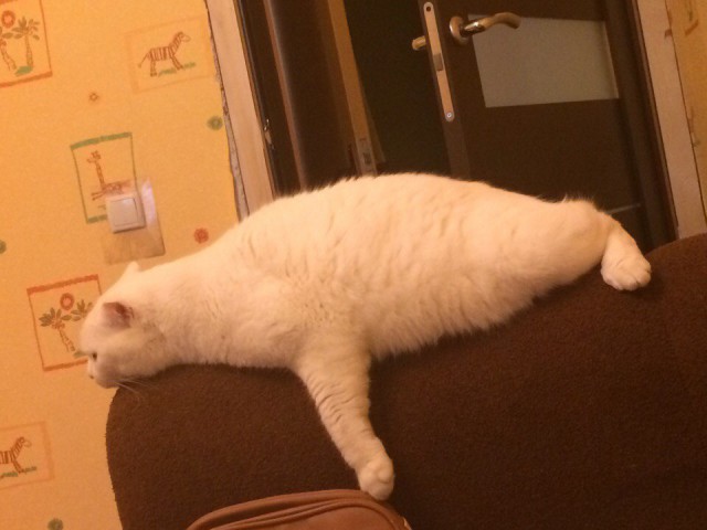 Коты и Кошки