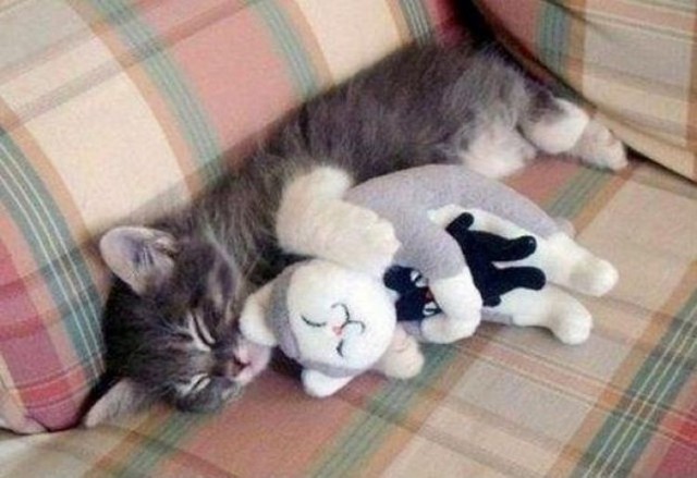 Коты и Кошки