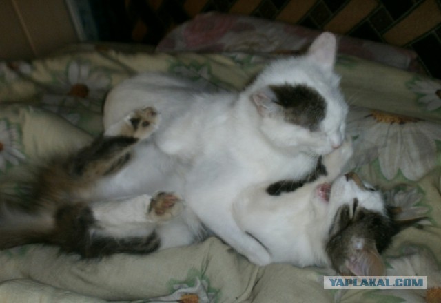 Котовторник 9.01.2018