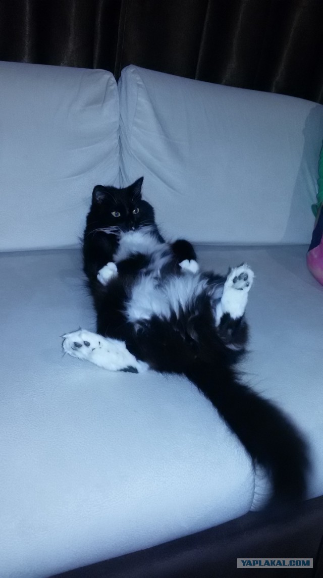 Котовторник 30.01.2018