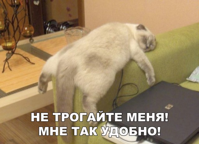 Прикольных котов пост