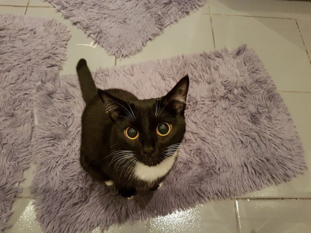 Прикольных котов пост