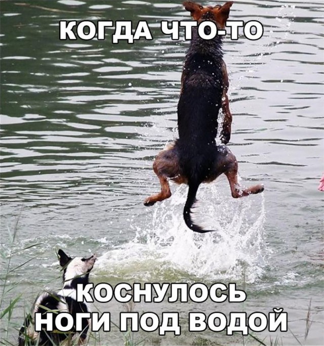 Нестандартный юмор