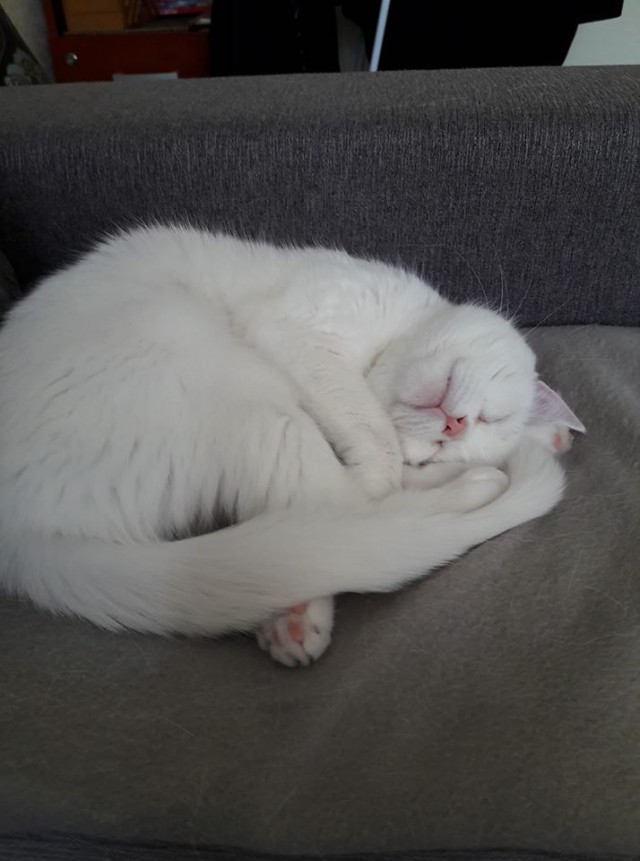 А не открыть бы нам котовторник 03.04.2018