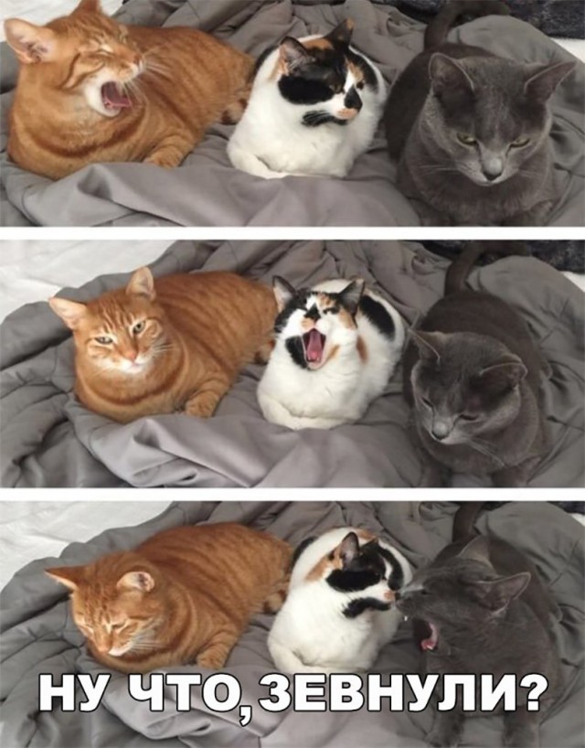 Фотобомбы котов