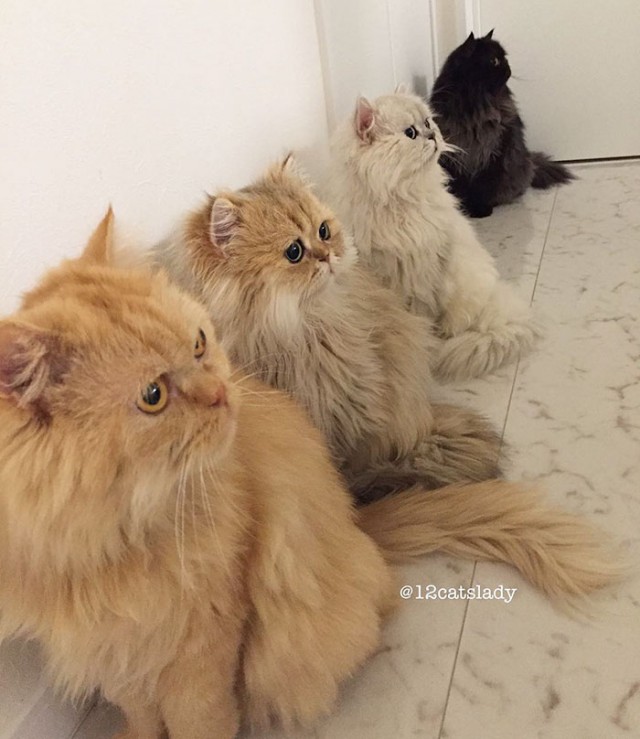 Прикольных котов пост