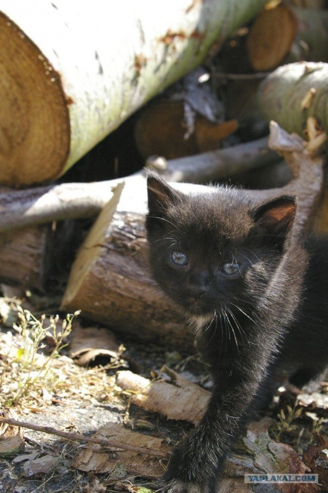 Уррааа! Котовторник на ЯПлакалъ!