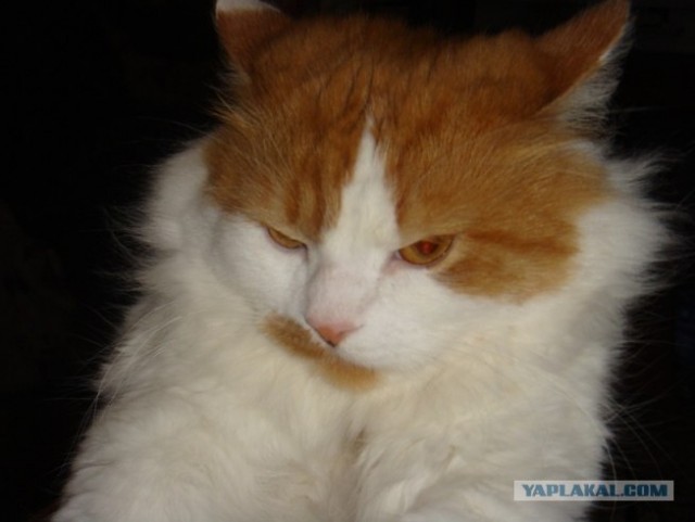 КОТовторник 13.04.2010г.