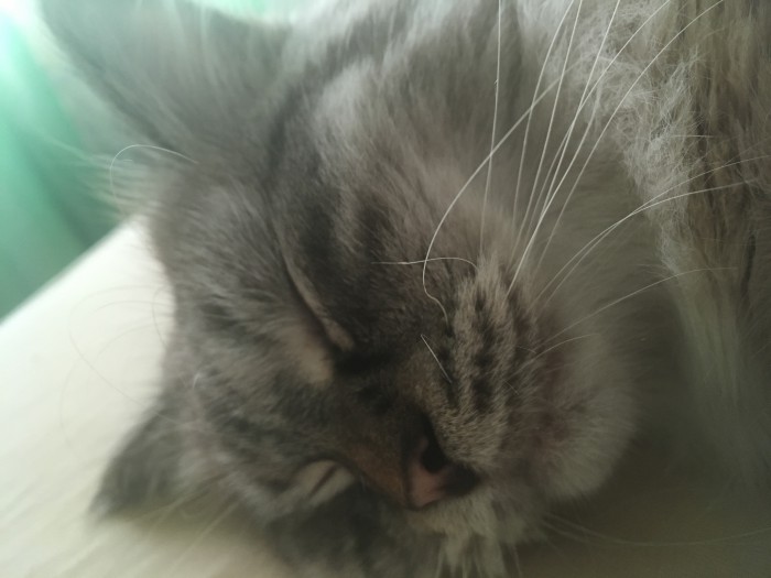 Котовторник 11.09.18.