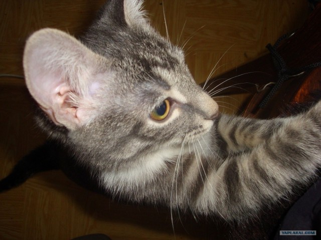 Котовторник. А как же?!