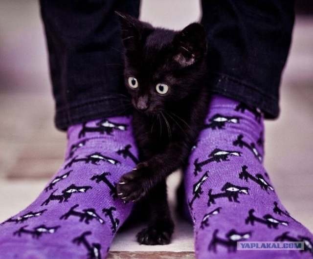 Котовторник с Кузей