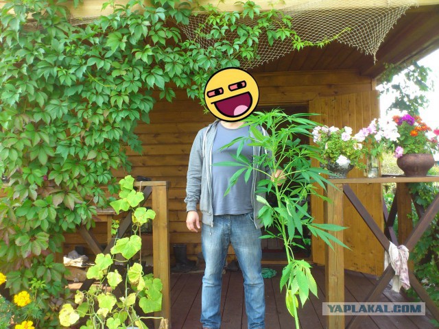 Как объяснить иностранцу, что такое дача