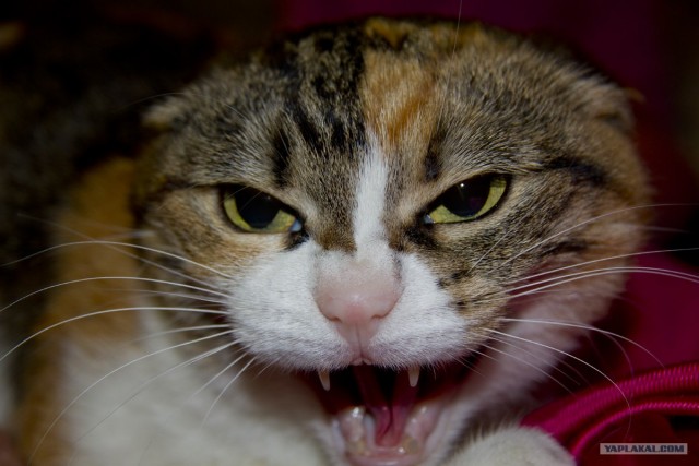Котовторник 20.12.2011